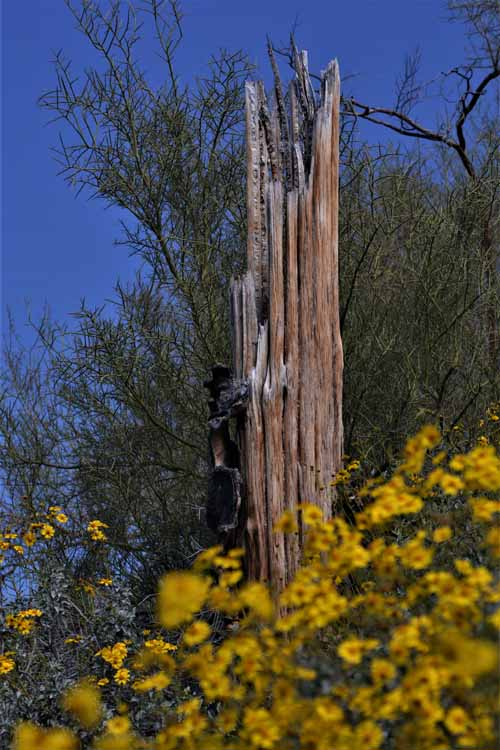 saguaro skeleton